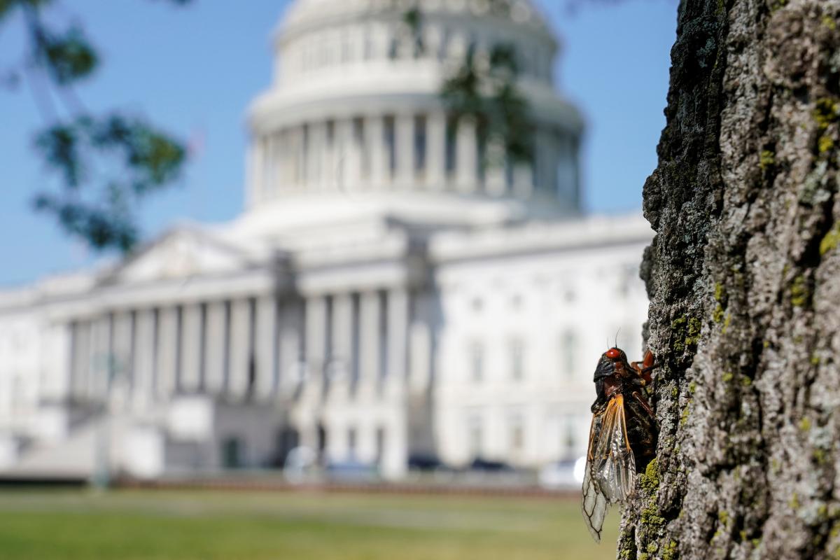 Миллиарды цикад проснулись в США / фото REUTERS Миллиарды цикад проснулись в США / фото REUTERS