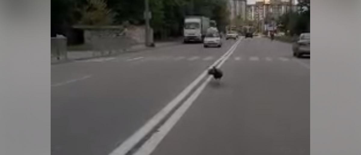 Чи залишився живий павич - невідомо / скріншот з відео Чи залишився живий павич - невідомо / скріншот з відео