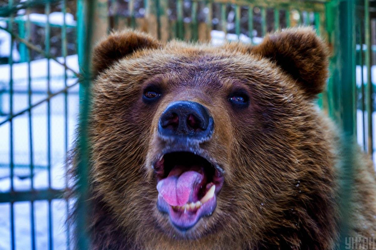 На Забайкалье россияне съели мясо "косолапого" и попали в больницу / фото УНИАН На Забайкалье россияне съели мясо "косолапого" и попали в больницу / фото УНИАН