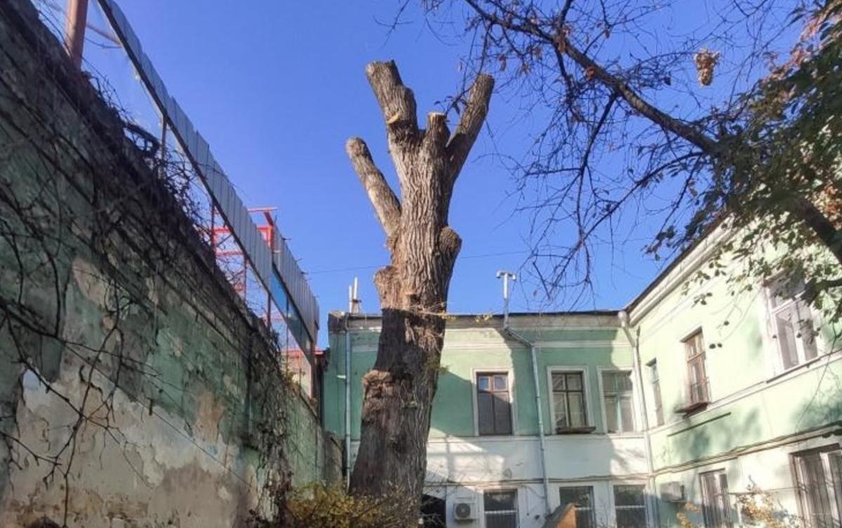 Одесский Тополь-рекордсмен пережила зиму / фото Думская