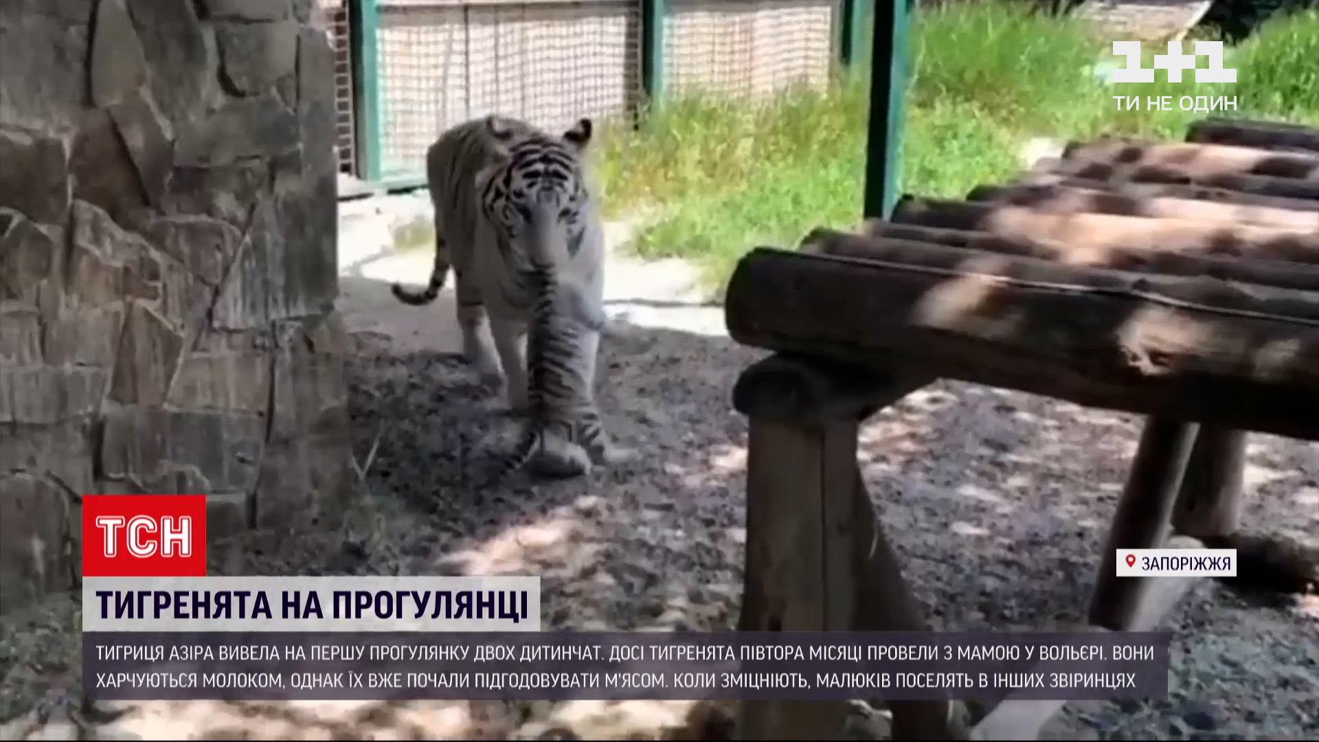 У Бердянську бенгальські тигренята вперше вийшли на прогулянку / скріншот відео У Бердянську бенгальські тигренята вперше вийшли на прогулянку / скріншот відео