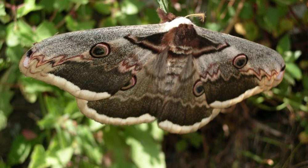 Que significa mariposa