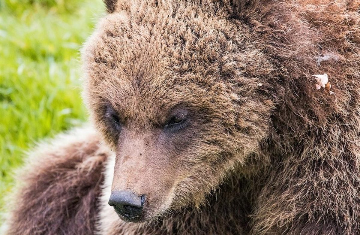 Медведь на литовской границе - животное пыталось перелезть через забор —  УНИАН