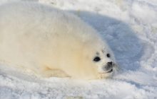 На берегу Каспия нашли десятки мертвых краснокнижных тюленей, многие были без шкур