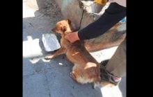 В Одессе спасли собаку, застрявшую под контейнером на пляже