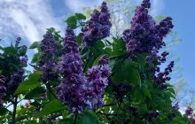 У головному ботсаду Києва розцвіли алеї бузку, груш та яблунь (фоторепортаж)
