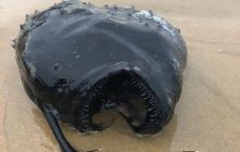 В Калифорнии на пляже нашли редкую устрашающую рыбу из глубин (фото, видео)