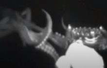 Ученые засняли охоту редкого гигантского кальмара на большой глубине (видео)
