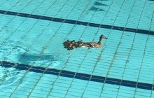Во Львове в бассейн спорткомплекса заплыла утка с утятами (фото)