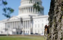 Миллиарды цикад заполонили США после 17-летней спячки