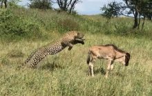 Экскурсовод заснял нападение самки леопарда на детеныша антилопы гну