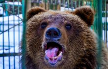 Месть "косолапого": на Забайкалье россияне съели медведя и загремели в больницу