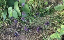 "Это – не люди": в ботсаду Киева показали последствия "набега варваров" (фото)