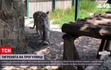 В зоопарке Бердянска парочка бенгальских тигрят впервые вышла на прогулку (видео)