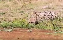 Пришедший на водопой гепард испугался крокодила и попал на видео
