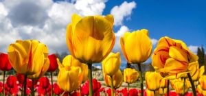 Как заставить тюльпаны пышно цвести: секрет садовода, о котором многие не догадывались