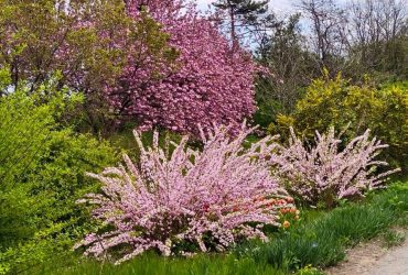 Astonishing flowers on display in Odesa Botanical Garden