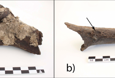 У Данії випадково знайшли останки вікінгів, загублені понад 100 років тому (фото)