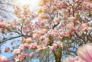 Яка погода чекає українців навесні: кліматолог дала прогноз на кожен місяць