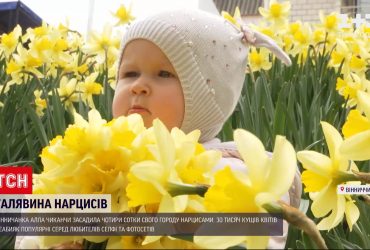 Винничанка Алла Чиканчы засадила все 4 сотки своего огорода нарциссами