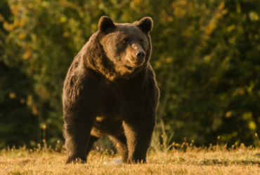 Принца обвинили в убийстве самого большого медведя в Европе (фото)