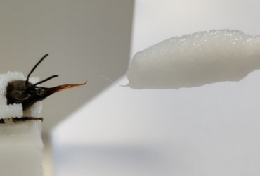 Пчел научили определять коронавирус: насекомым для этого хватает нескольких секунд