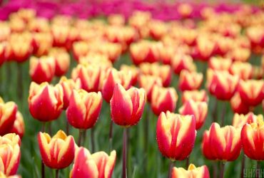Tulips in Kyiv's Spivoche Pole