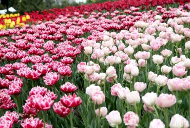 На Співочому полі у Києві невдовзі відкриється виставка тюльпанів