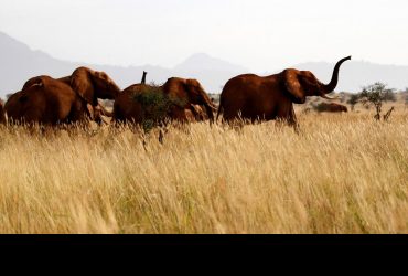 Слоны обращаются друг к другу по именам, - исследование