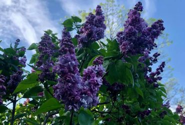 Blooming trees in Kyiv Botanical Garden
