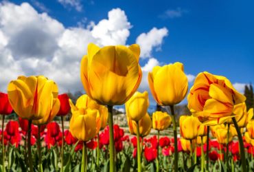 Тюльпановая лихорадка: где искать цветочные поля в Украине в этом году