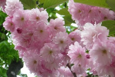 Cherry blossoms blooming in Kyiv