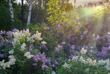 Сьогодні температура в Україні підніметься до +20°: де буде весняне тепло (карта)