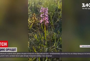 На Кінбурнській косі розцвіли дикі орхідеї