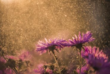 У вівторок в Україні потеплішає до +21°, у п'яти областях - дощі (карта)