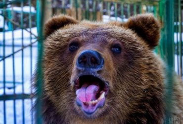 На Прикарпатті активізувалися бурі ведмеді: науковці зробили тривожний прогноз (відео)