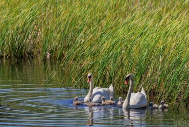 В Одессе неизвестные жестокого травмировали двух лебедей: полиция начала расследование