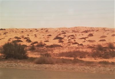 Марина отправилась в пустыню