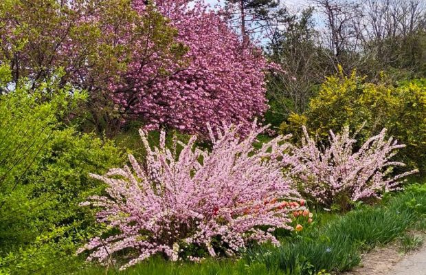 Тюльпаны, ирисы и айва: в Одесском ботсаду распустились яркие цветы (фото)