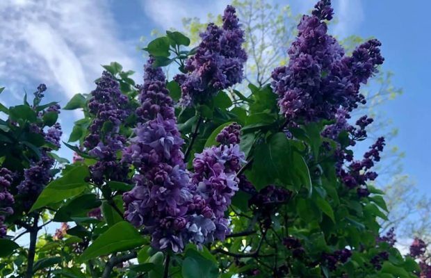 У головному ботсаду Києва розцвіли алеї бузку, груш та яблунь (фоторепортаж)