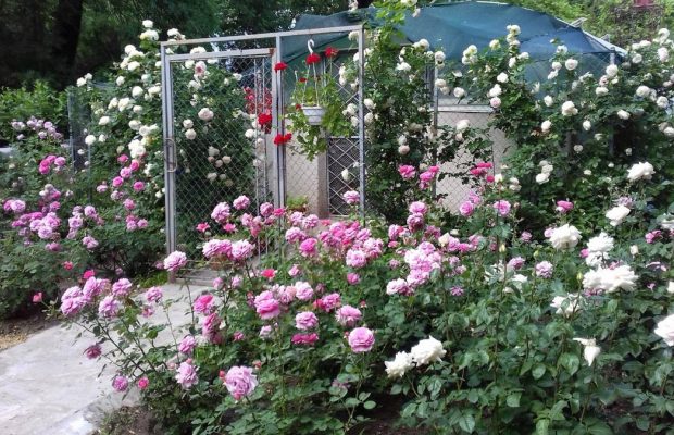 "Виламали унікальні рослини": відкриття ботсаду в Одесі шокувало працівників (фото)