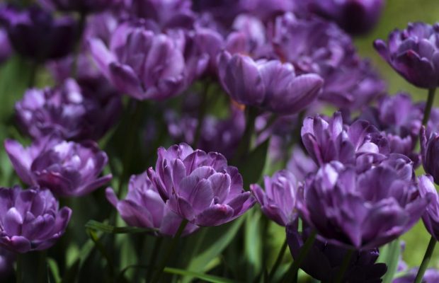 Народне свято 12 квітня: що потрібно зробити для міцного здоров'я