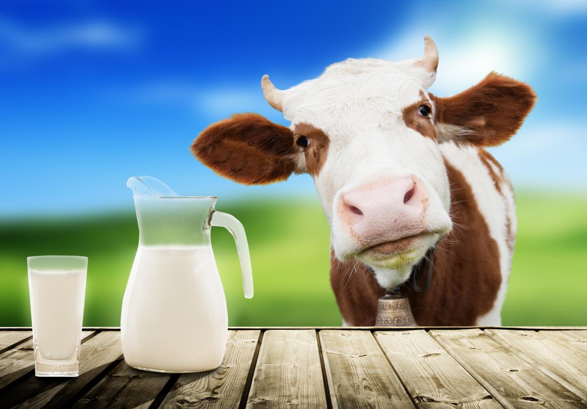У 2021 році виробництво молока в країні, за даними Держстату, скоротилося порівняно з 2020-м майже на 6% / фото ua.depositphotos.com