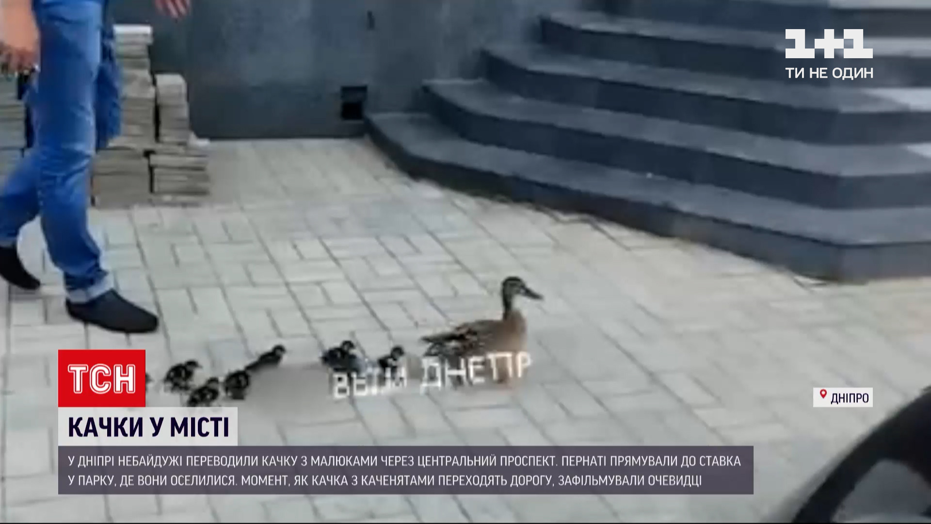 Качці допомогли перейти через центральний проспект / скріншот Качці допомогли перейти через центральний проспект / скріншот