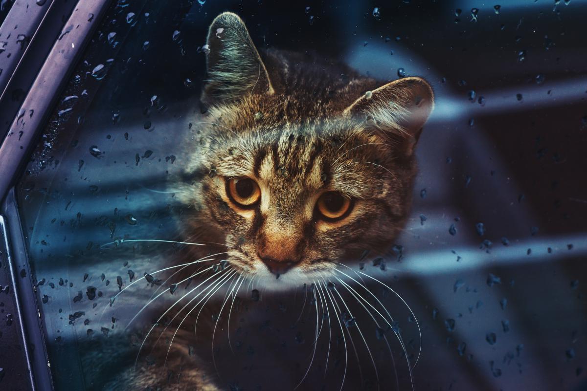 В ближайшие дни в Украине местами будет дождливо / фото ua.depositphotos.com В ближайшие дни в Украине местами будет дождливо / фото ua.depositphotos.com