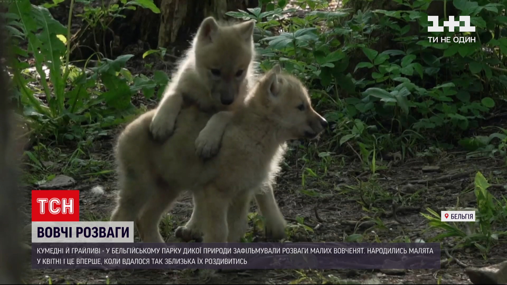 Родители-волки хорошо заботятся о малых / скриншот из видео Родители-волки хорошо заботятся о малых / скриншот из видео
