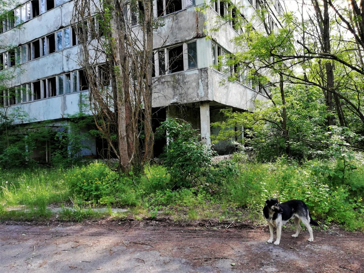 У Прип'яті дуже багато бродячих собак / фото Марина Григоренко