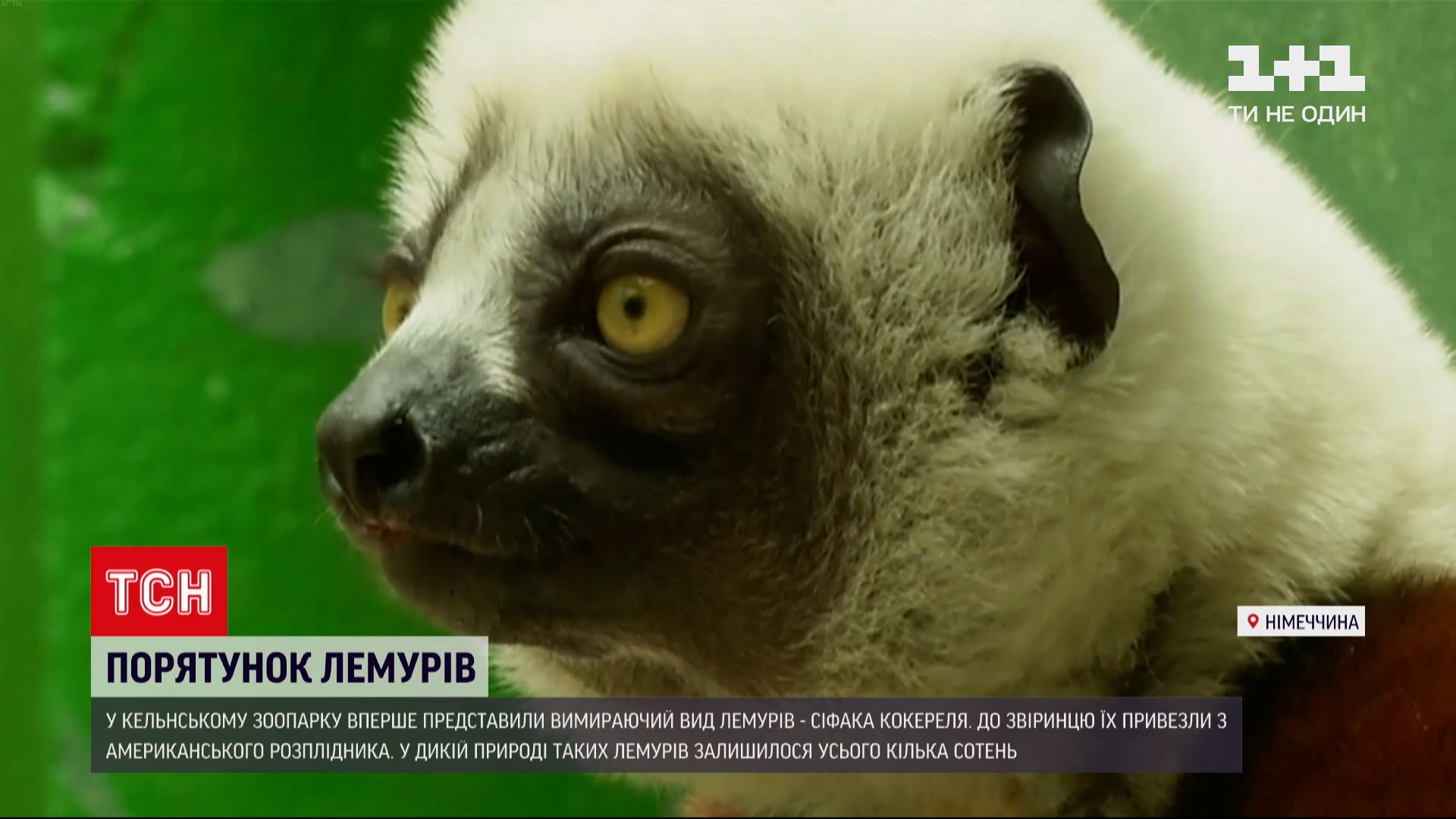 Парочка стала подарунком від американського розплідника / скріншот з відео Парочка стала подарунком від американського розплідника / скріншот з відео