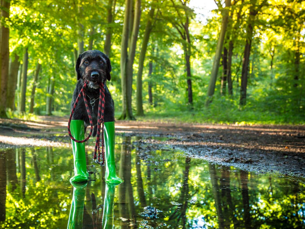 17 июня в Украине ожидаются дожди / фото ua.depositphotos.com 17 июня в Украине ожидаются дожди / фото ua.depositphotos.com