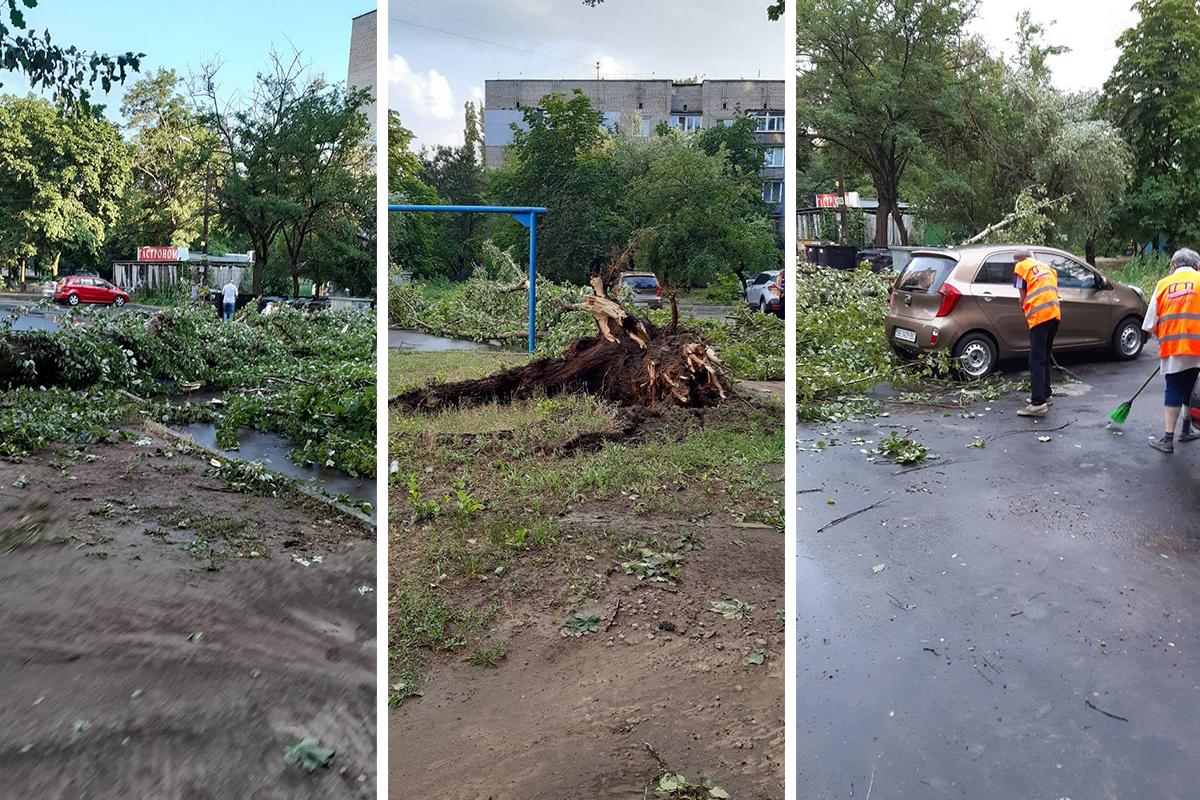 Ветер повалил несколько деревьев / фото Наталья Горбенко Ветер повалил несколько деревьев / фото Наталья Горбенко